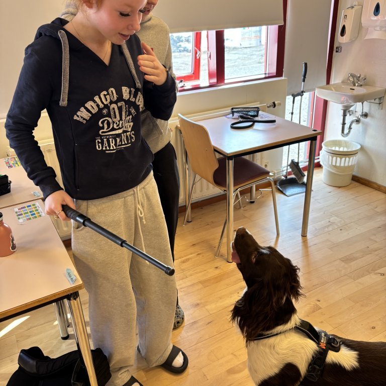 Hvað á hundurinn að gera næst?