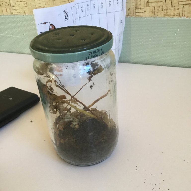 Kóngulær í krukku