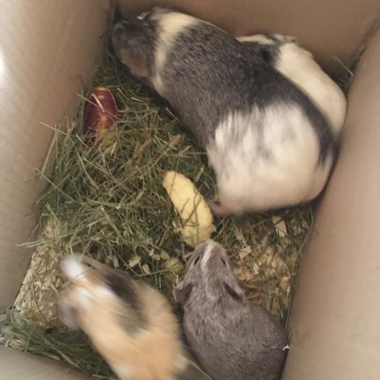 Grása með Drottningu, Tásu og Tígul