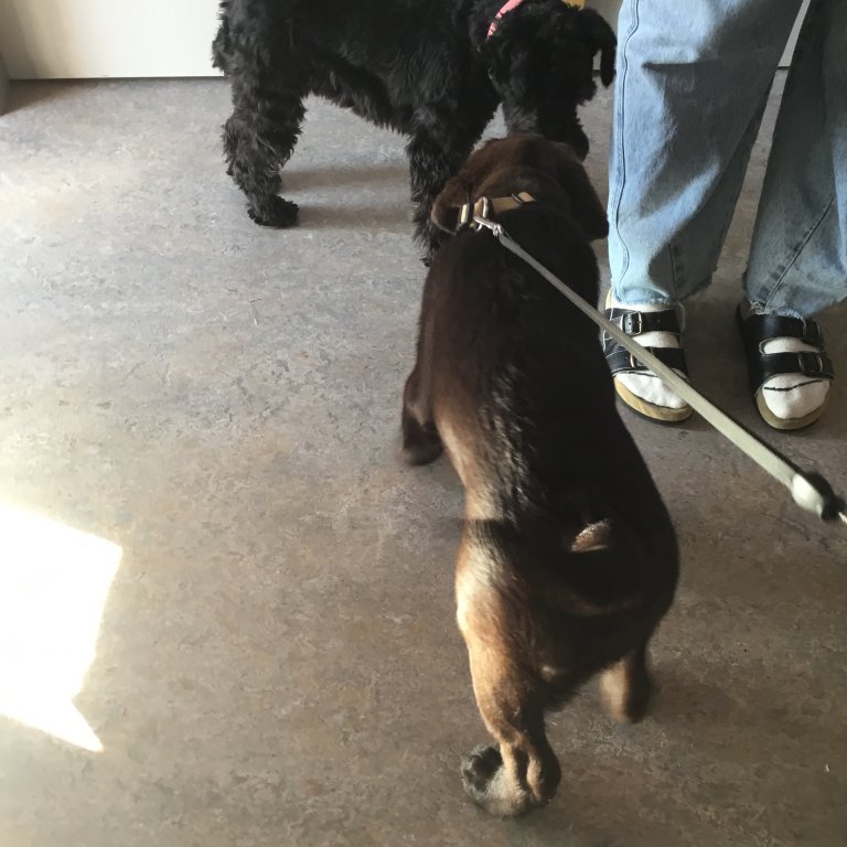 Hundar að lykta af hvorum öðrum