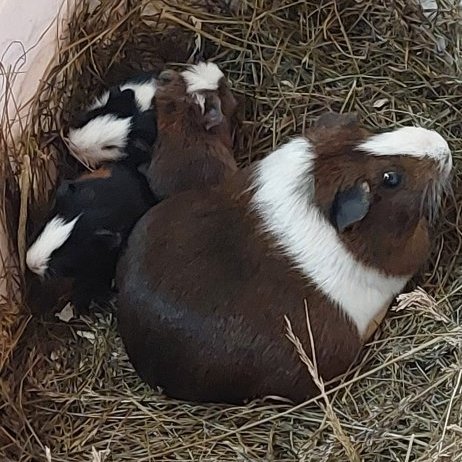 Systirnir Chicago tók ungana að sér. Þeir fá svo mjólk gerða úr mjólkurdufti.