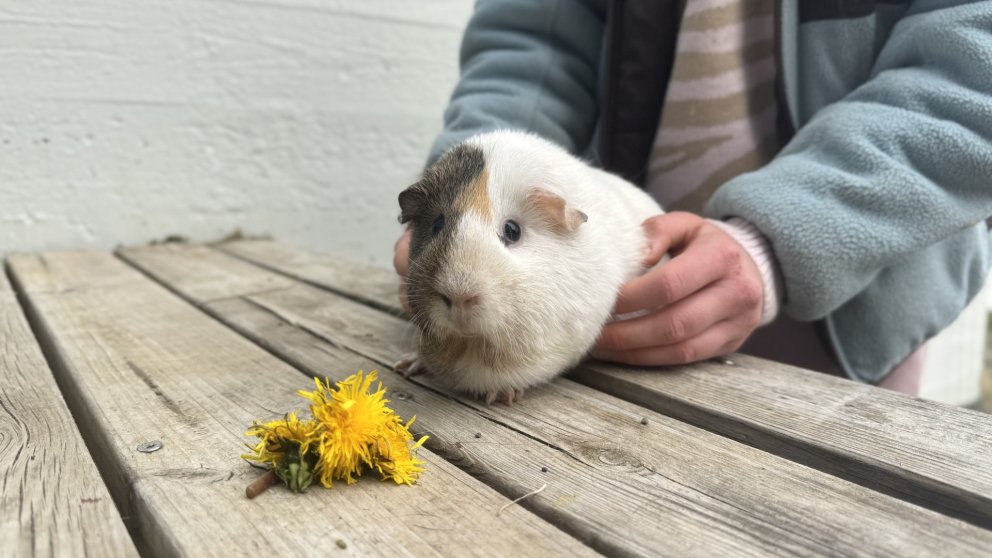 Heimsókn í fjárhús og dýrasnyrting