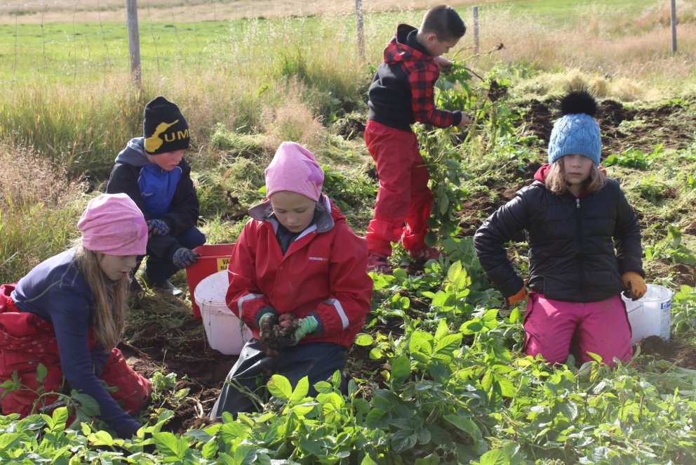 Kartöfludagurinn mikli