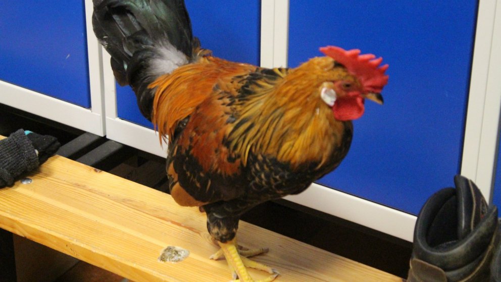 Ross Poldark mættur á svæðið