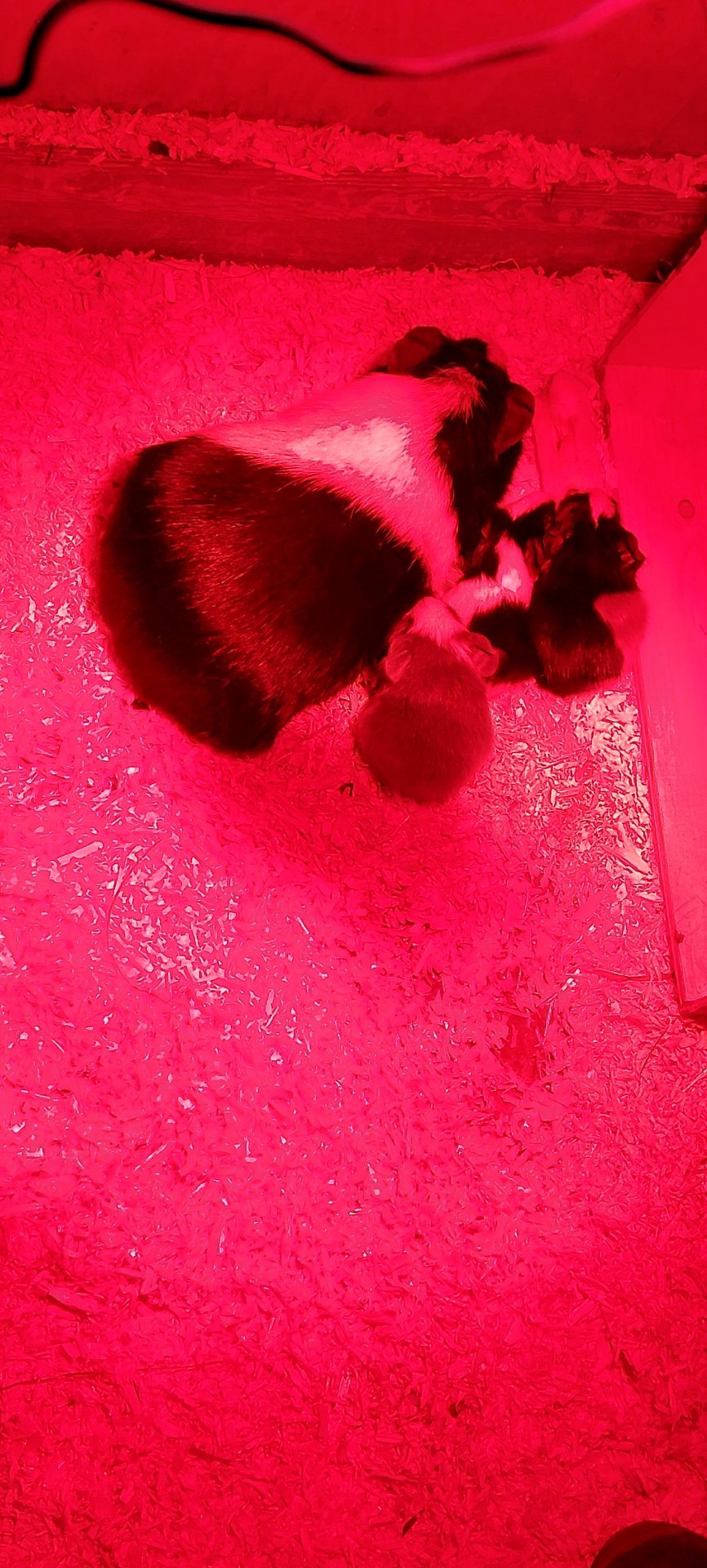 Fjör í dýrahúsinu