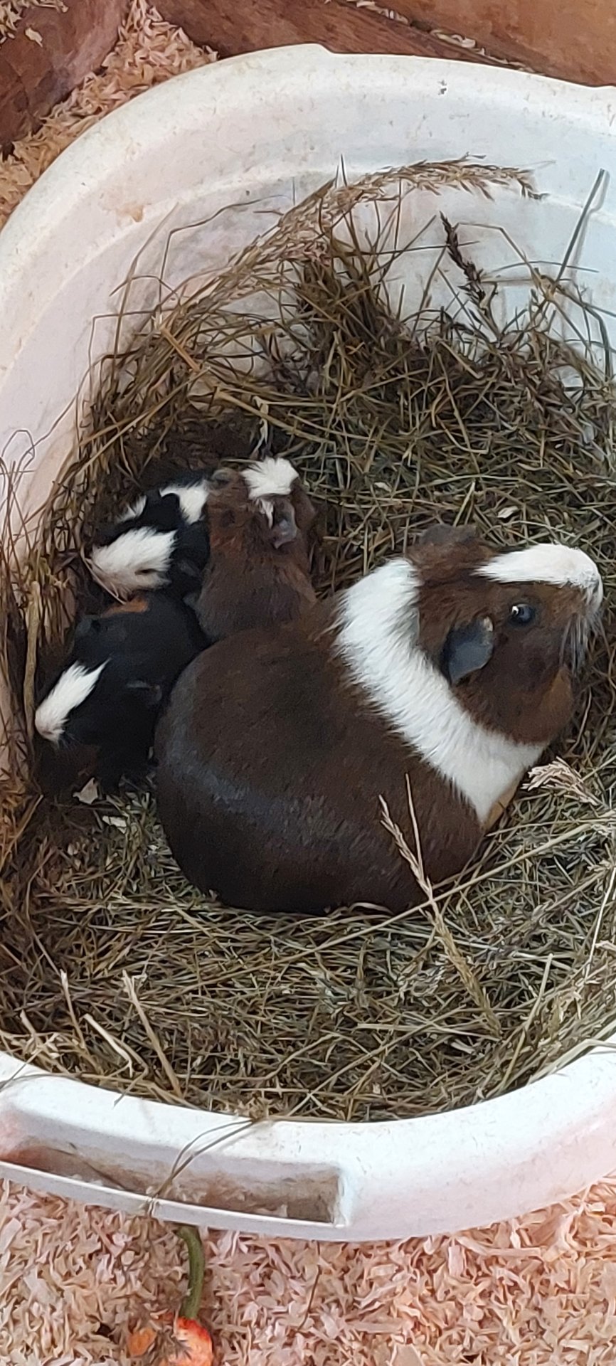 Gæludýradagurinn og haustþing