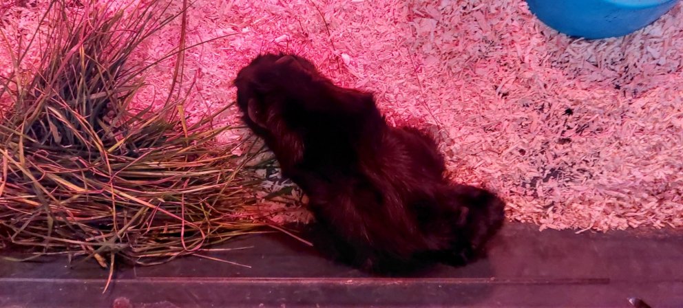 Nýjasti naggrísinn