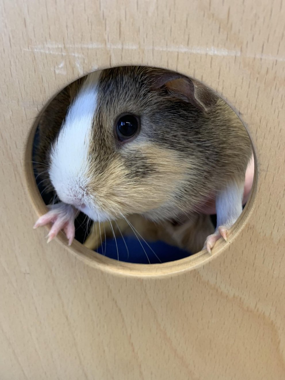 Notalegt í dýravali