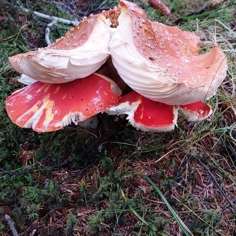 Náttúruskólinn fyrir 3.-4. bekk