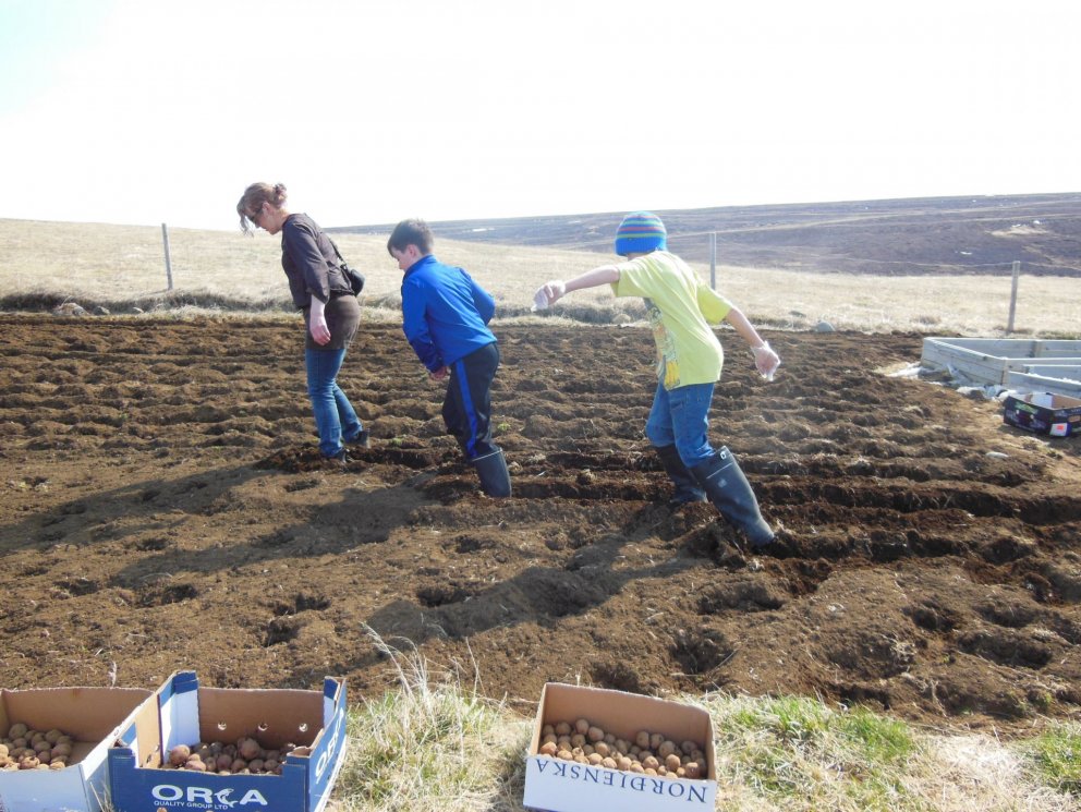 Kartöfluniðursetningar