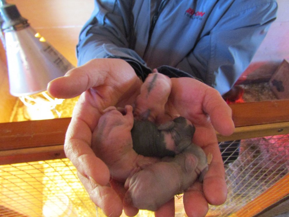 Páskaungar í Brúarásnum.