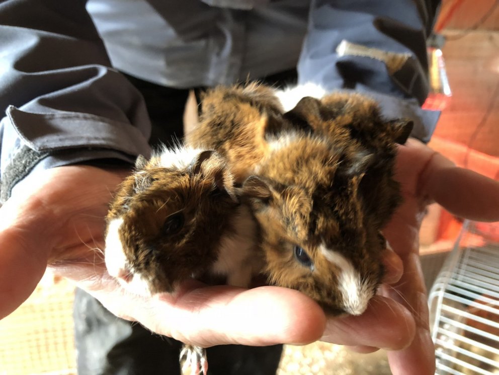 Fleiri naggrísaungar!