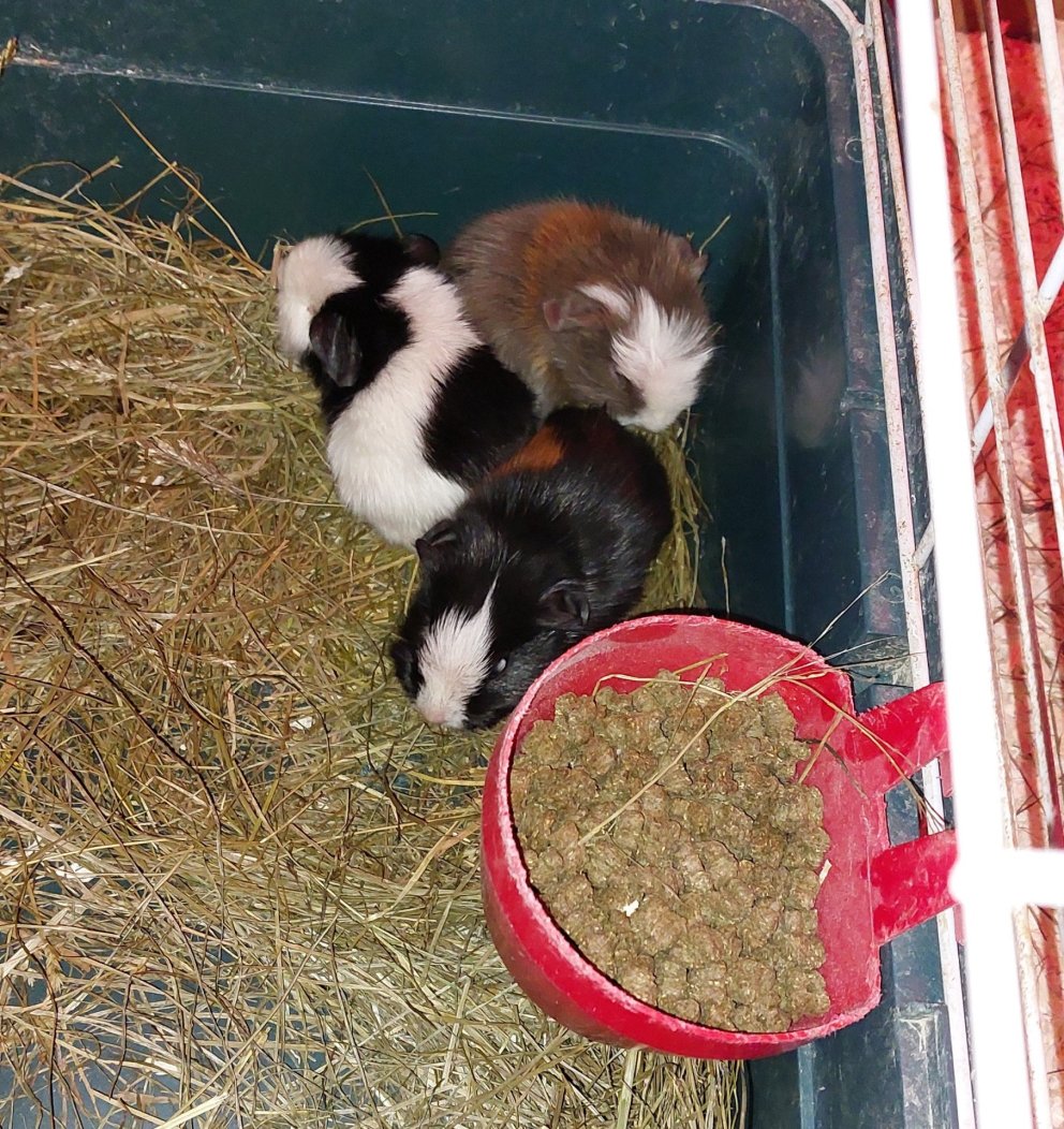 Naggrísirnir í Brúarási