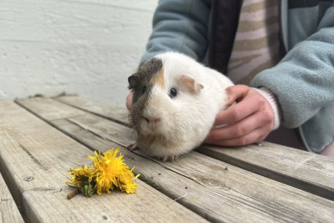 Heimsókn í fjárhús og dýrasnyrting