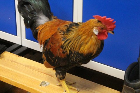 Ross Poldark mættur á svæðið