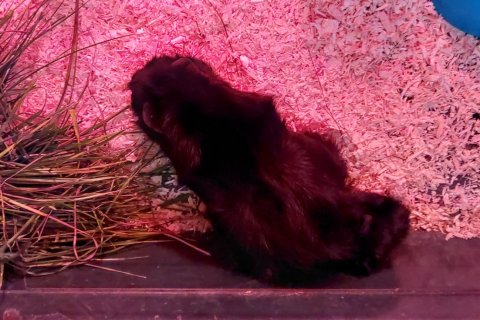 Nýjasti naggrísinn