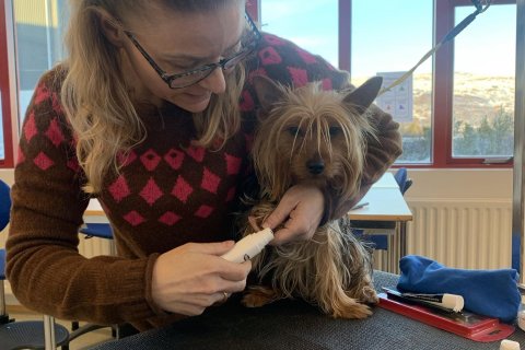 Heimsókn frá ræktanda