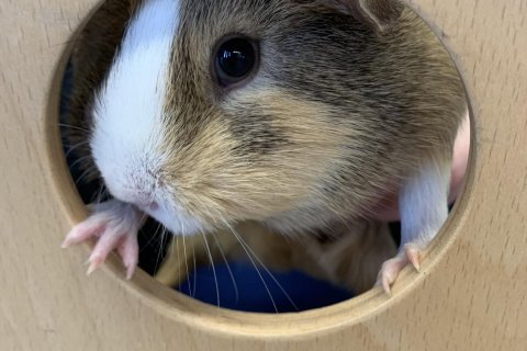 Notalegt í dýravali