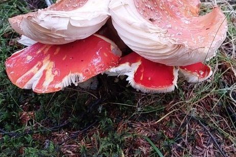 Náttúruskólinn fyrir 3.-4. bekk