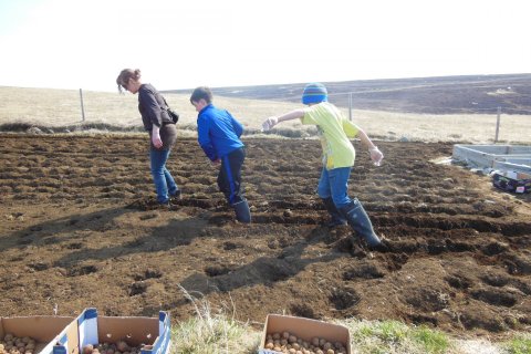 Kartöfluniðursetningar