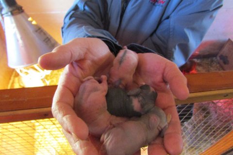 Páskaungar í Brúarásnum.