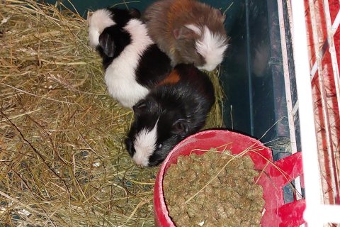 Naggrísirnir í Brúarási